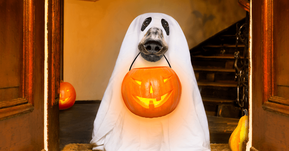 Could a Ghostly Presence Lower Your Home's Value? Find Out Here.